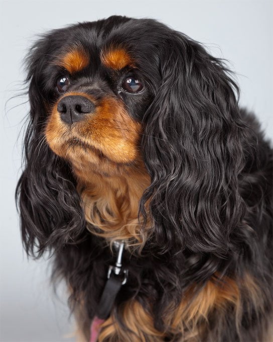 foto Perro Cavalier King Charles Spaniel