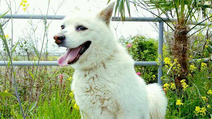 foto Perro Esquimal Americano