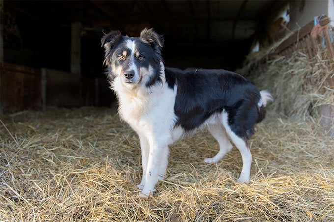 foto Perro Border Collie