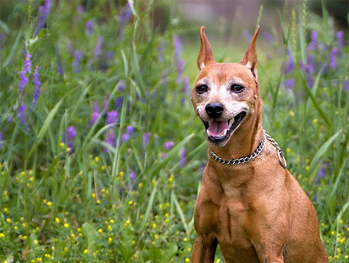 foto Perro Pinscher Miniatura