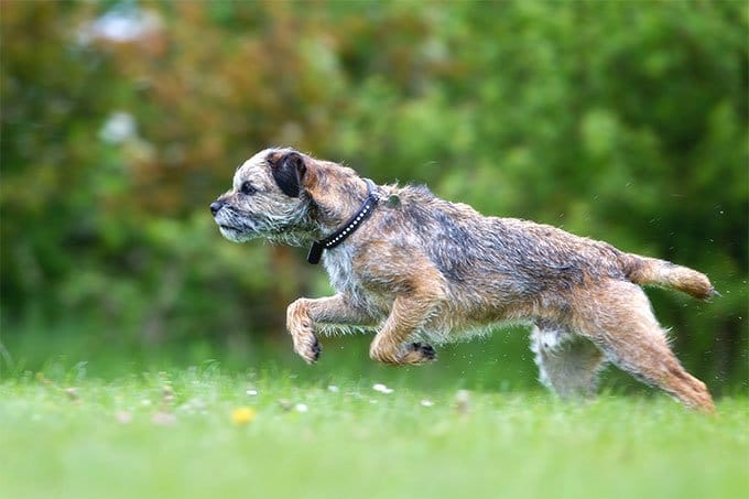 foto Perro Border Terrier