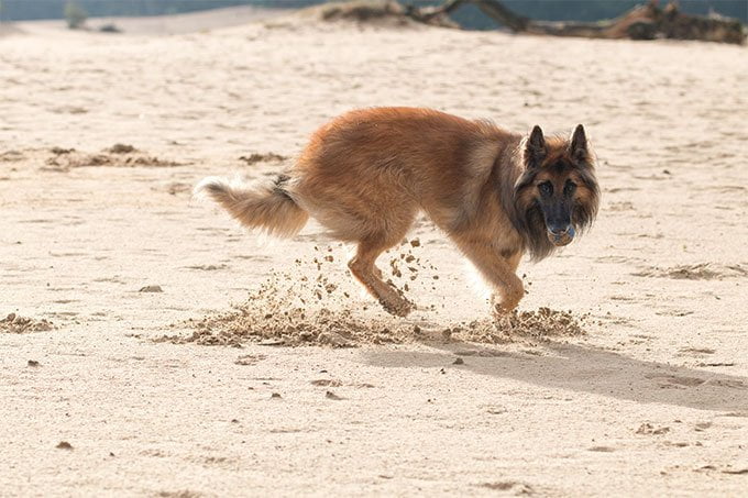 foto Perro Tervuren Belga