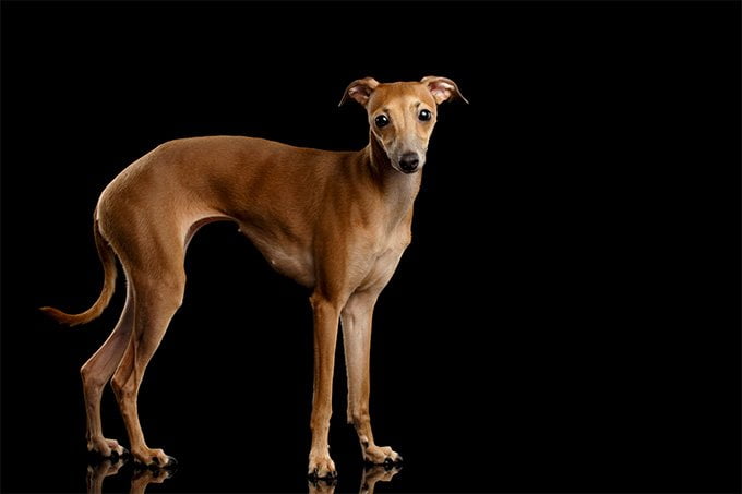 foto Perro Galgo Italiano