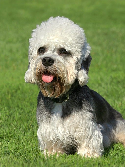 foto Dandie Dinmont Terrier