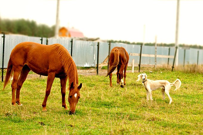 foto Información sobre la raza de perro Saluki, fotos, características y hechos