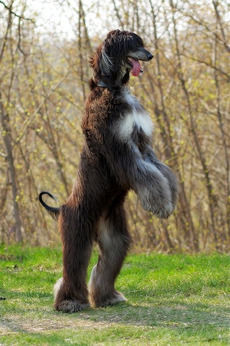 foto Perro de raza afgana