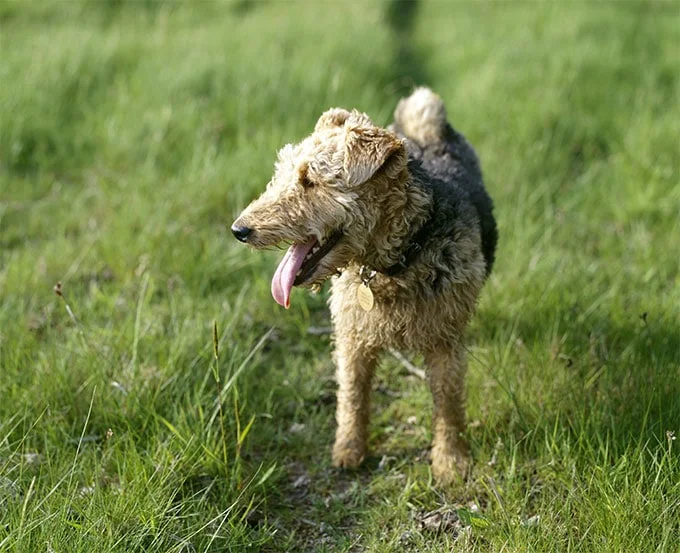foto Perro Welsh Terrier