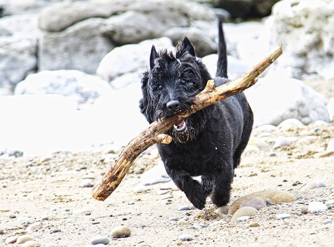 foto Perro Terrier Escocés