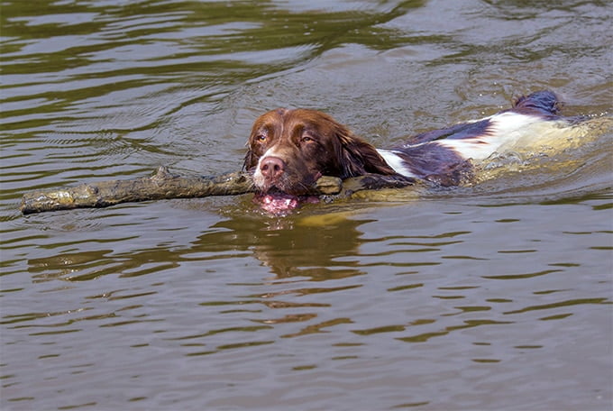 foto Perro Welsh Springer Spaniel