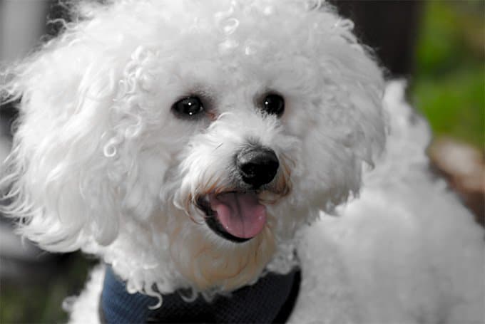 foto Perro Bichon Frise