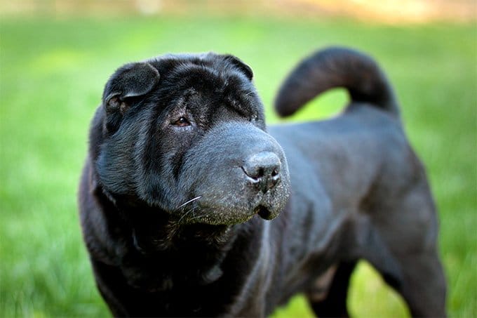 foto Perro Shar-Pei Chino