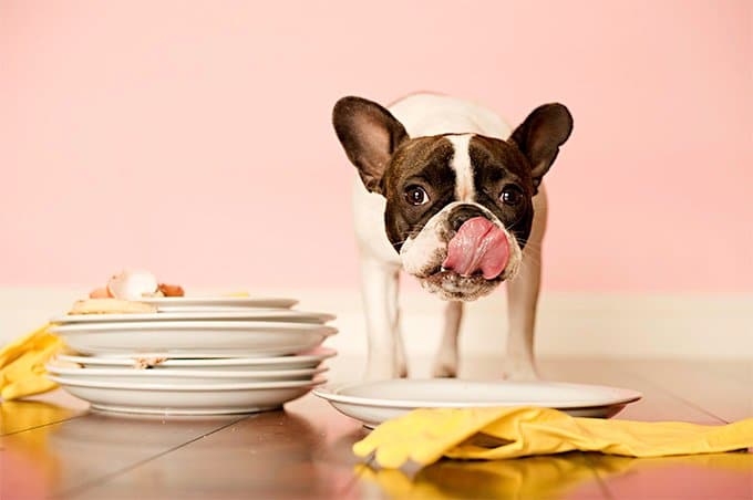 foto Perro Bulldog Francés