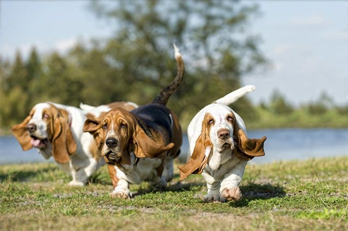 foto Perro Basset Hound