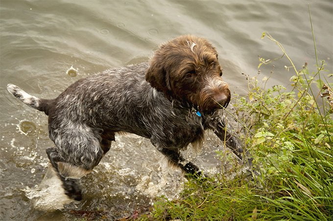 foto Perro de pelo duro (Wirehaired Pointer Griffon)