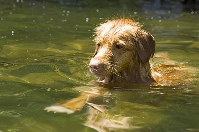 foto Perro de caza de patos de Nueva Escocia