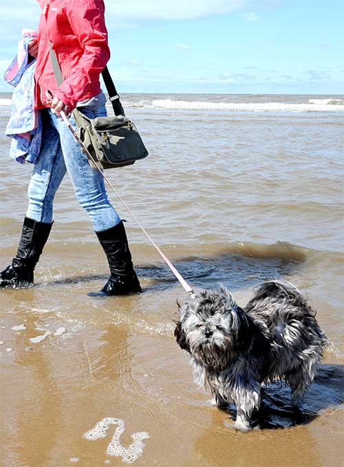 foto Perro Lhasa Apso