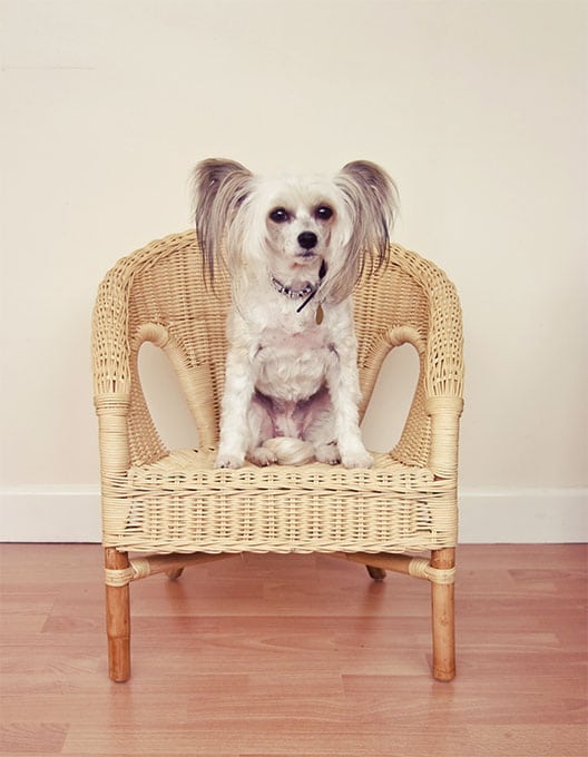 foto Perro Crestado Chino