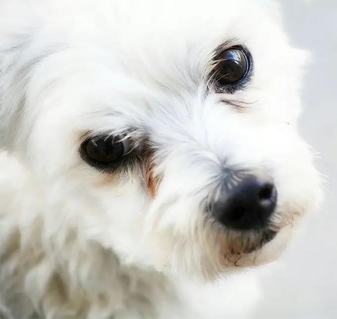 foto Perro Maltés