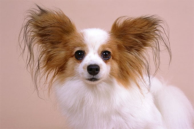 foto Perro Papillon