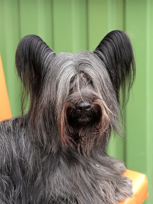 foto Perro Skye Terrier