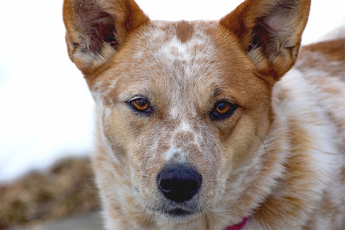 foto Perro Boyero Australiano