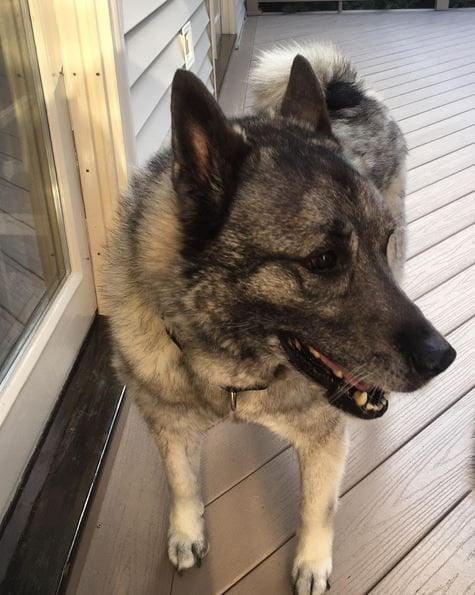 foto Perro de raza alkhound noruego