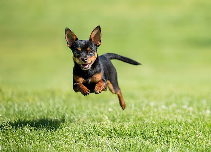 foto Perro Chihuahua