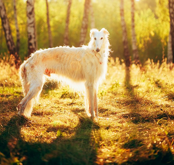 foto Perro Borzoi