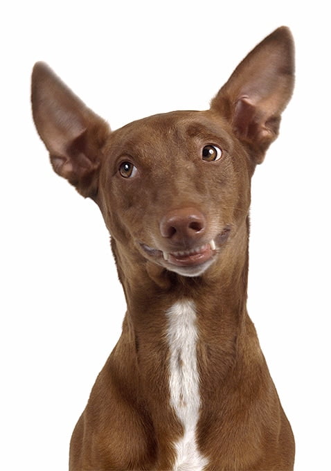 foto Información sobre la raza de perro Pharaoh Hound, fotos, características y hechos