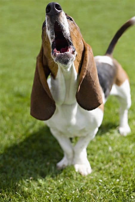 foto Perro Basset Hound