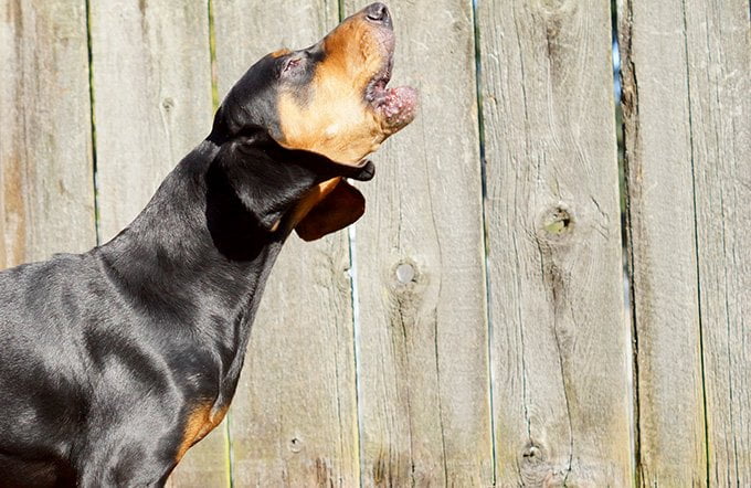 foto Perro Coonhound Negro y Fuego