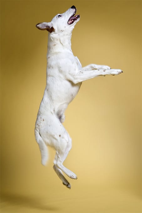 foto Perro Fox Terrier Toy