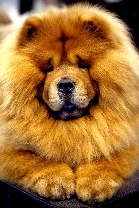 foto Chow Chow Perro