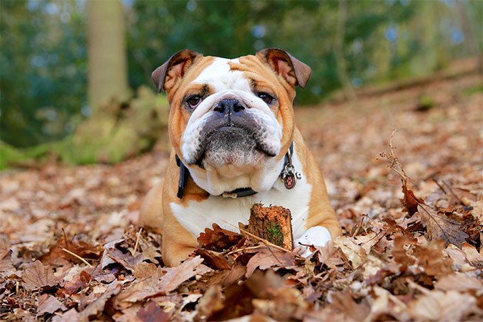 foto Perro Bulldog