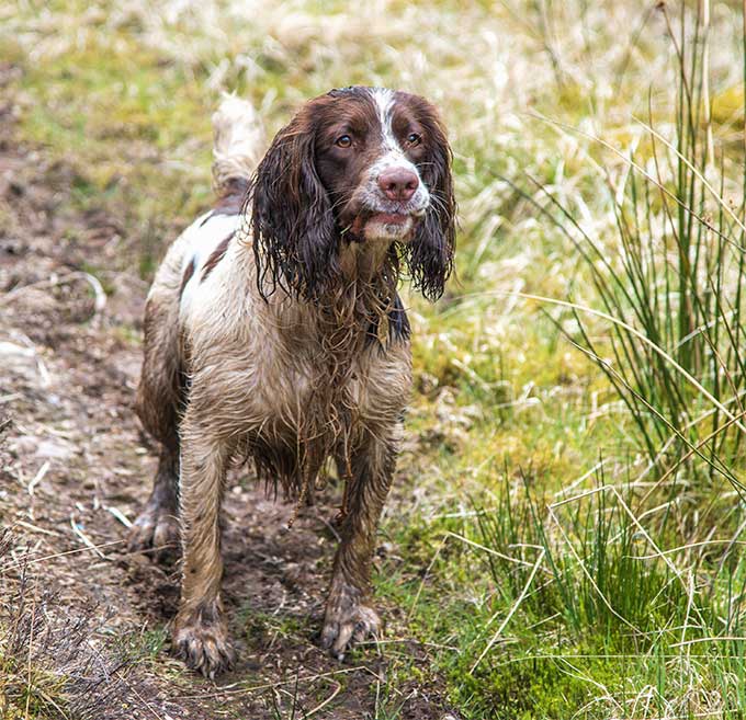 foto Perro Springer Spaniel Inglés