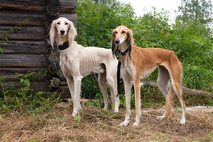 foto Información sobre la raza de perro Saluki, fotos, características y hechos