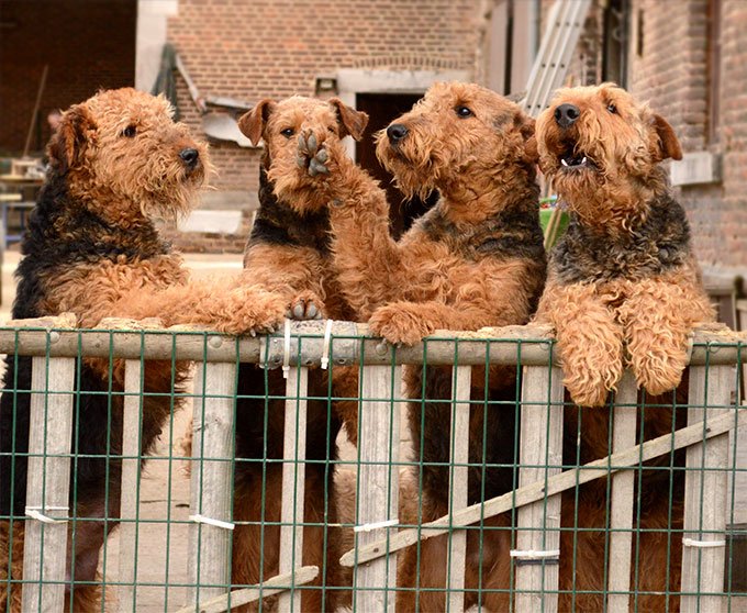 foto Perro Airedale Terrier