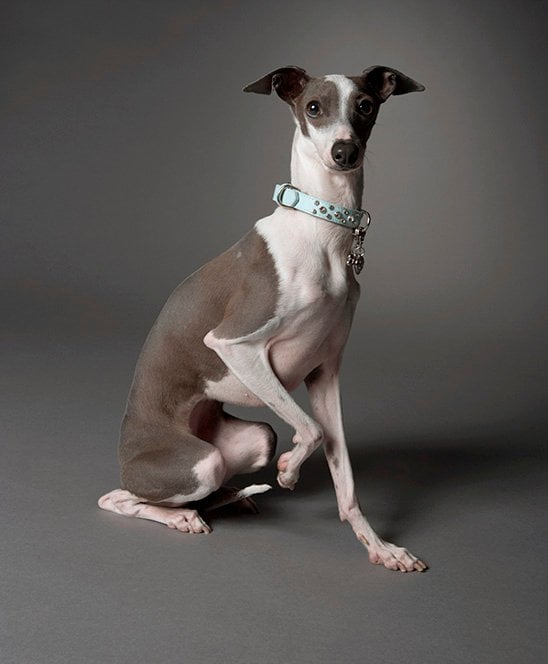 foto Perro Galgo Italiano