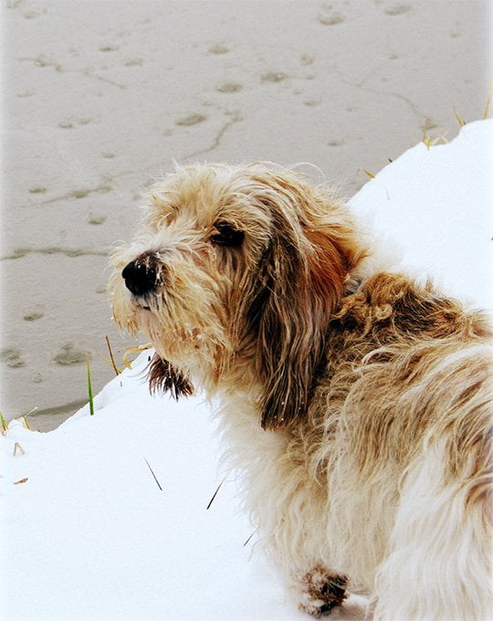 foto Perro de raza Petit Basset Griffon Vendeen