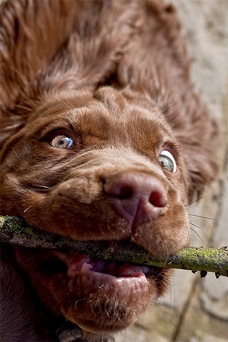 foto Perro de Sussex Spaniel