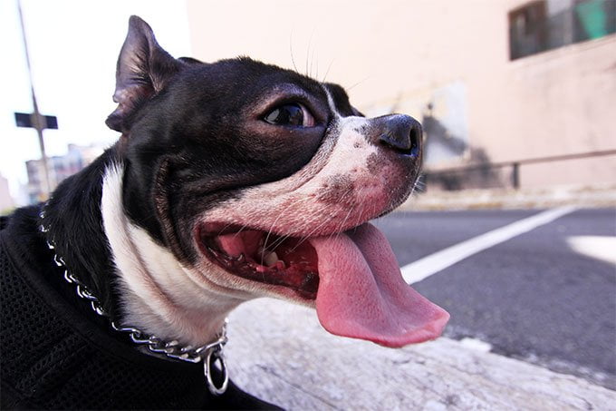foto Perro Boston Terrier