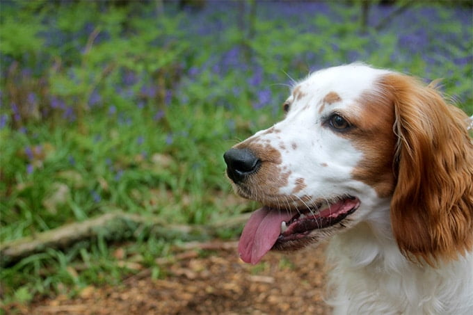 foto Perro Welsh Springer Spaniel