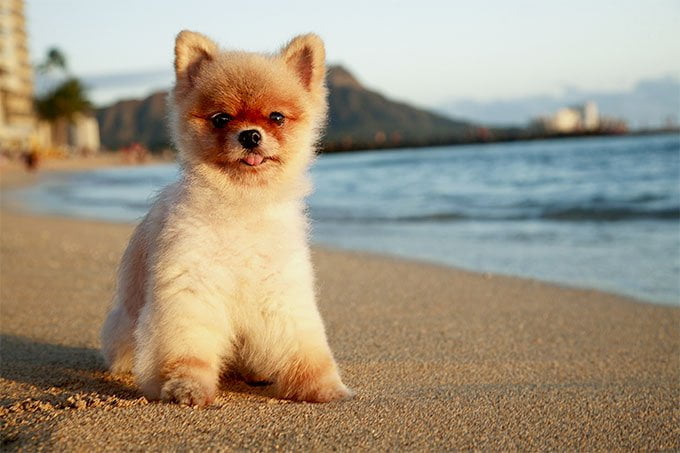 foto Perro Pomerania