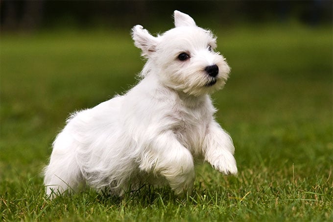 foto Perro Terrier de Sealyham