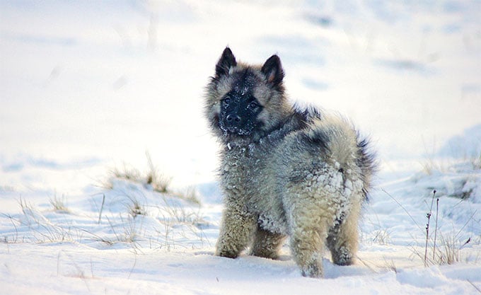 foto Perro Keeshond