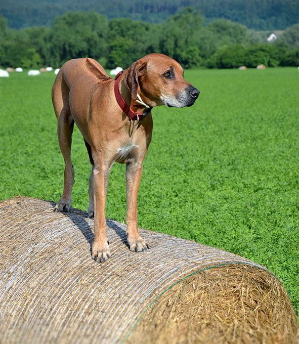 foto Información, fotos, características y datos de la raza de perro Rhodesian Ridgeback