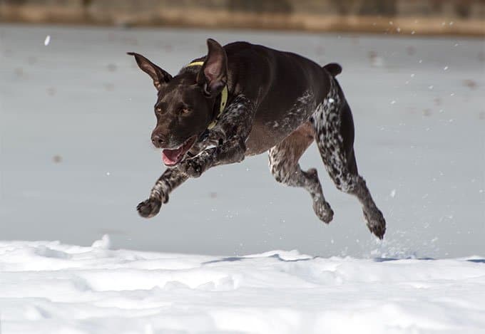 foto Perro Pointer