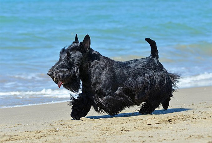 foto Perro Terrier Escocés