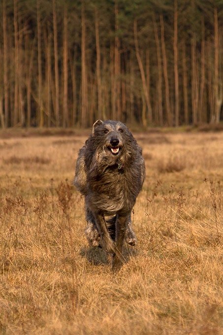foto Deerhound escocés - Información, fotos, características y hechos