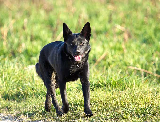 foto Perro Schipperke